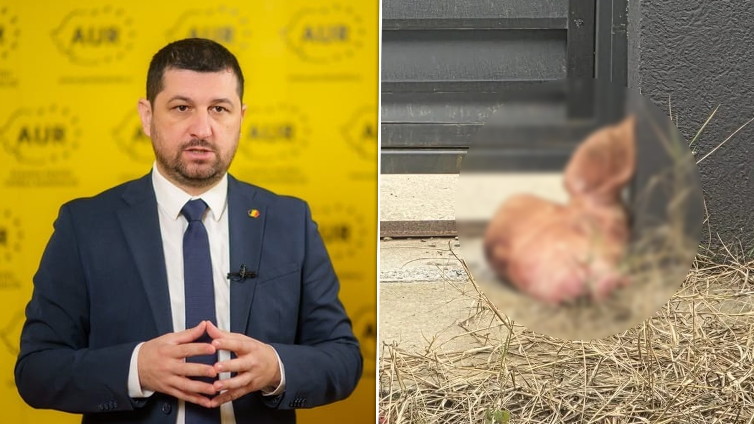 Marius Lulea depune plângere penală după ce a găsit un cap de porc și amenințări la locuința sa