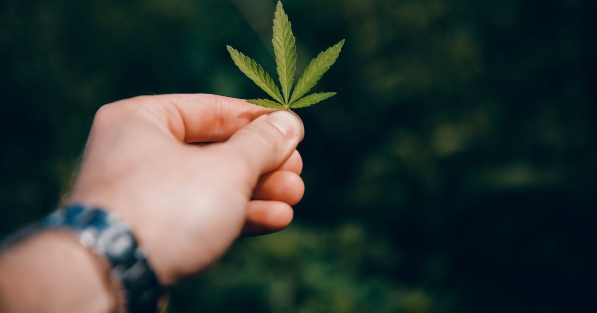 Proiect de lege pentru scoaterea deținării de droguri pentru consum propriu din categoria infracțiunilor