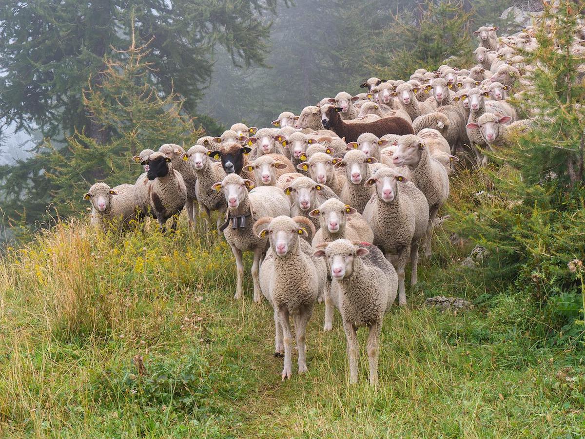 Exporturile de ovine din România se pot relua în maximum o lună, conform lui Daniel Buda